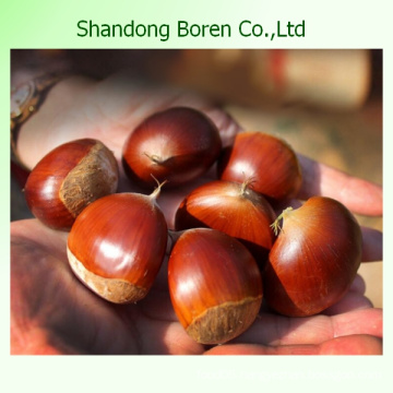 2015 Original Fresh New Crop Chestnut